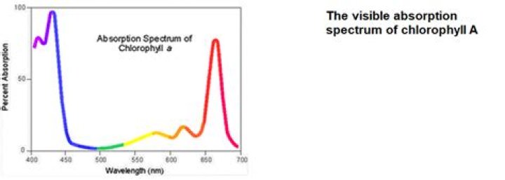 What spectrum of light does chlorophyll absorb?
