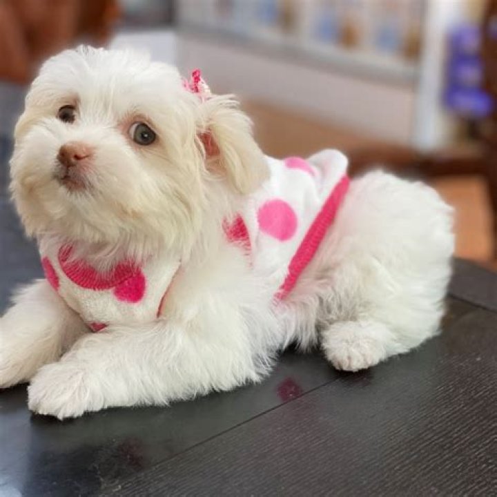 What stores sell dogs?