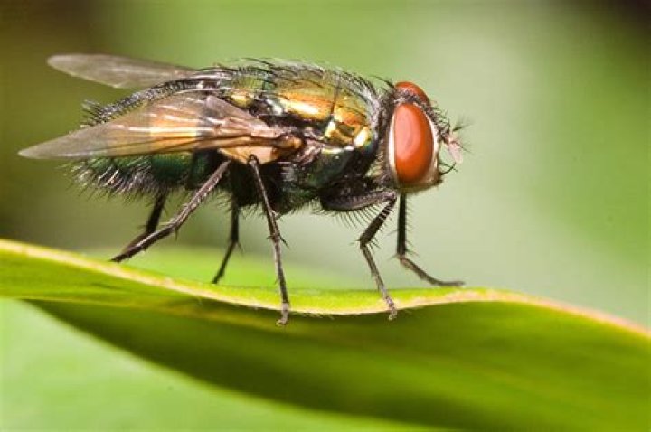 What taxonomic order do blowflies belong to?