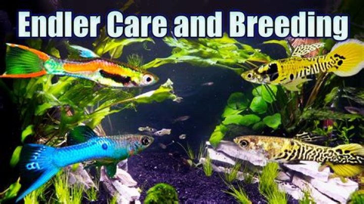 What temperature should Endlers be kept at?