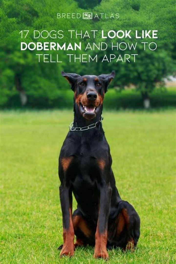 What terrier looks like a Doberman?