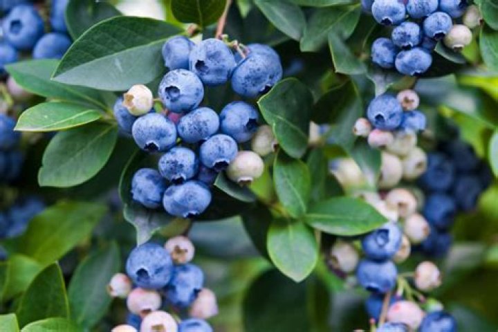 What time of year can you pick bilberries?