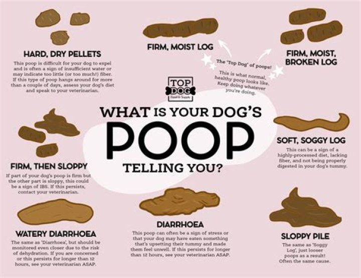 What to do if you find a puppy mill?