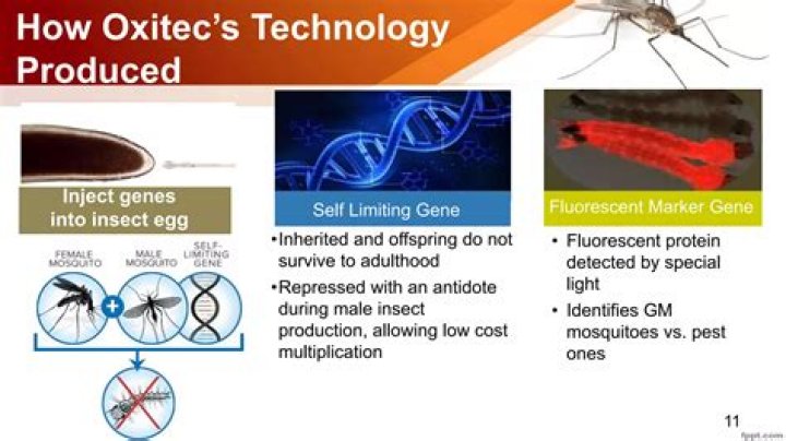 What trait is introduced in the oxitec GM mosquito?