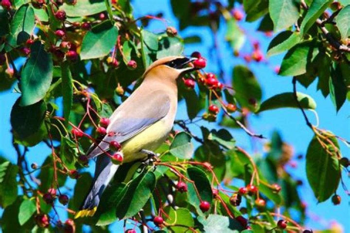 What tree attracts most birds?