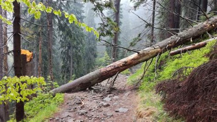 What tree kills you if you sleep under it?