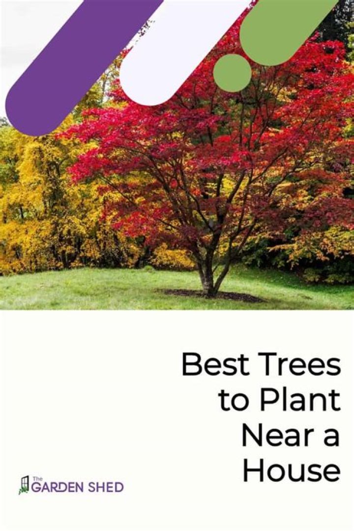 What trees are safe to plant near a house?