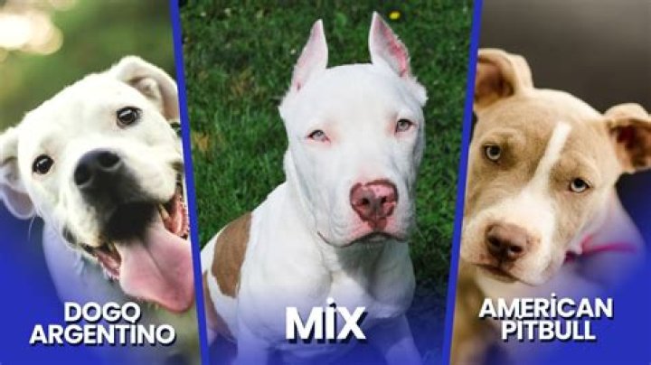 What two dogs make a Dogo?