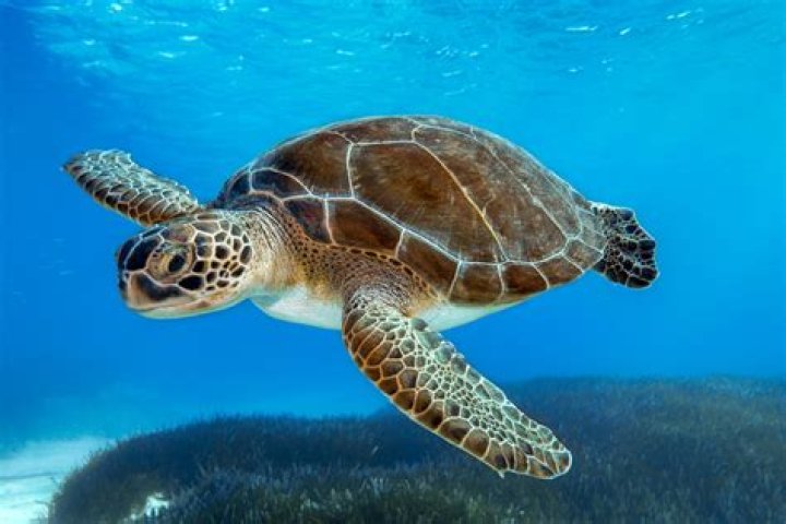 What type of animal is a sea turtle?