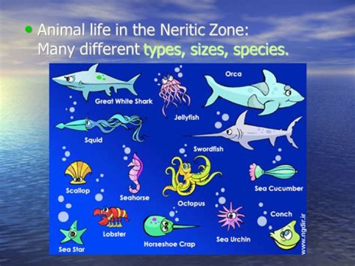 What type of animals live in the neritic zone?