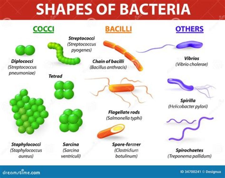 What type of bacteria is found in nodules?