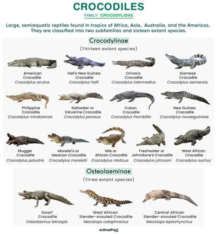 What type of classification is a crocodile?