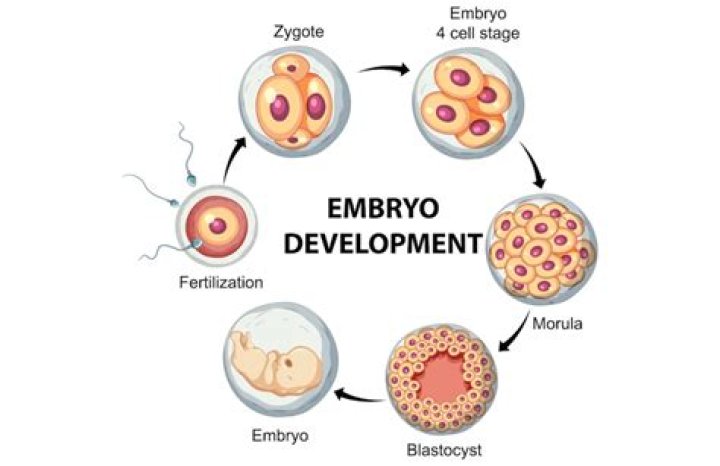 What type of embryonic development do chordates have?