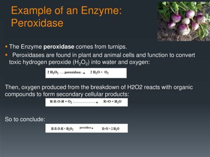 What type of enzyme is peroxidase?