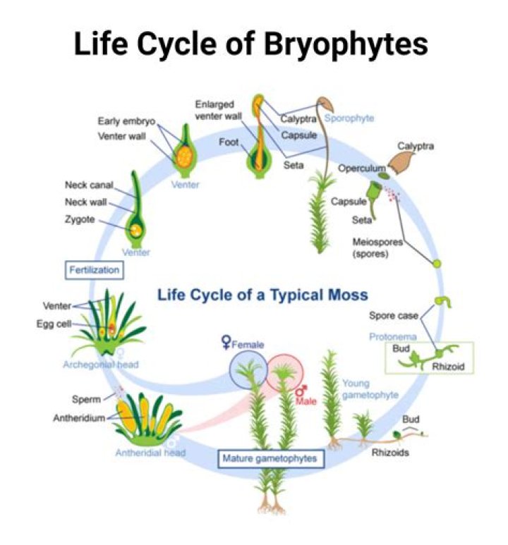 What type of life cycle is practiced by bryophytes?