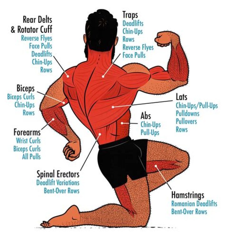 What type of muscles are present in sphincter?