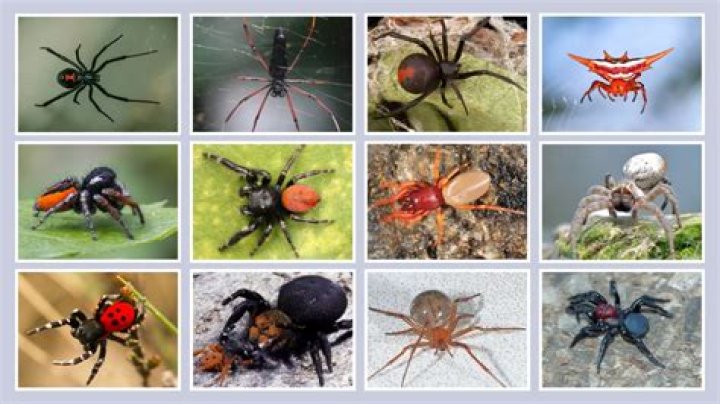 What type of spider is black and red?