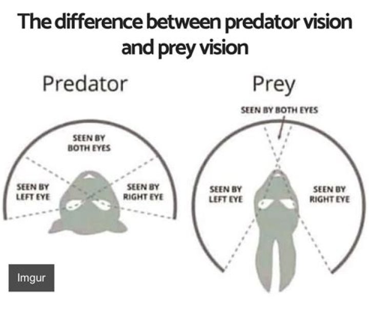 What type of vision does prey have?