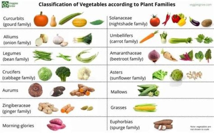 What vegetables belong to gourd family?