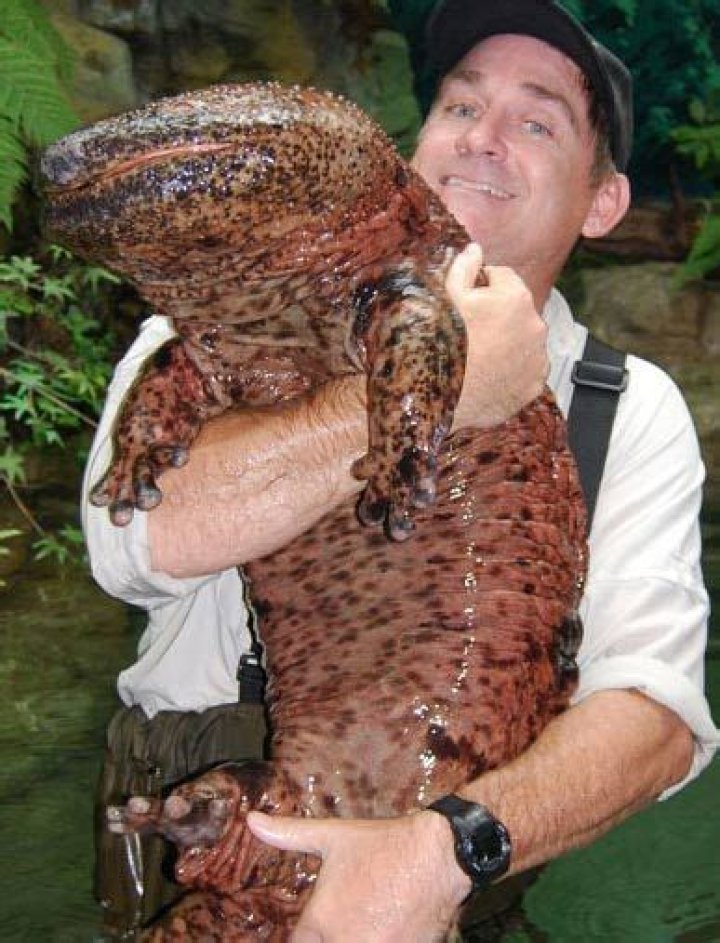 What was the largest prehistoric amphibian?