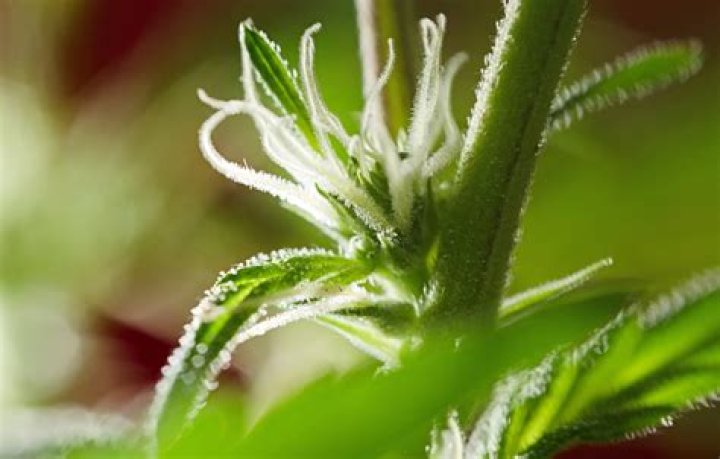 What weed has red hairs?