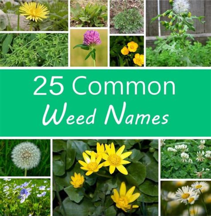 What weed plants yield the most?