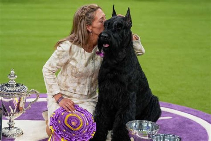 What were the results of the Westminster Dog Show?