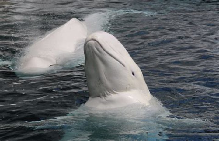 What whale is most endangered?