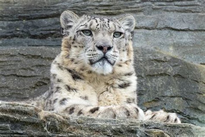 What wild animals are in Afghanistan?