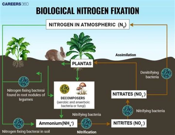 What word describes the relationship between the plant and nitrogen-fixing bacteria?