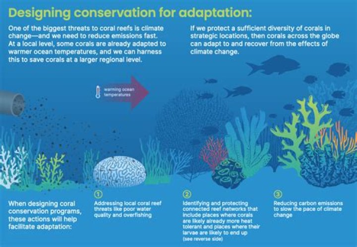 What would happen to coral reefs if sea levels rise to fast?