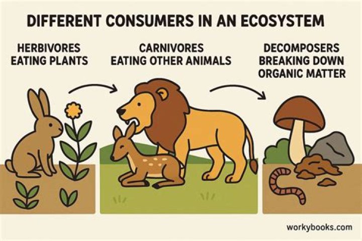 Whats is the meaning of consumer?