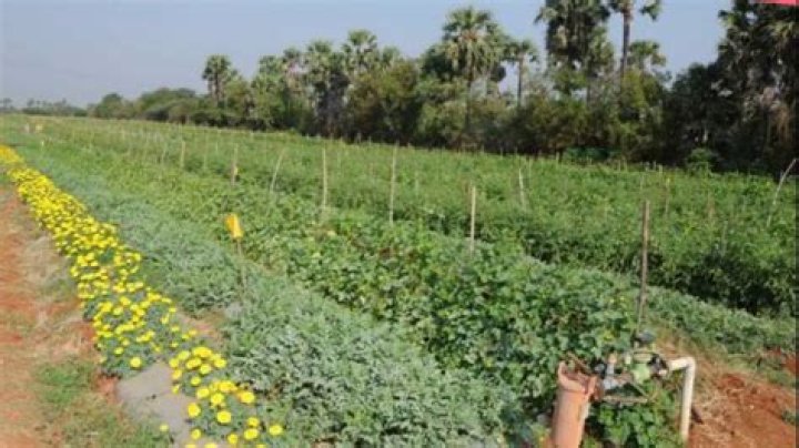 When did mixed farming?