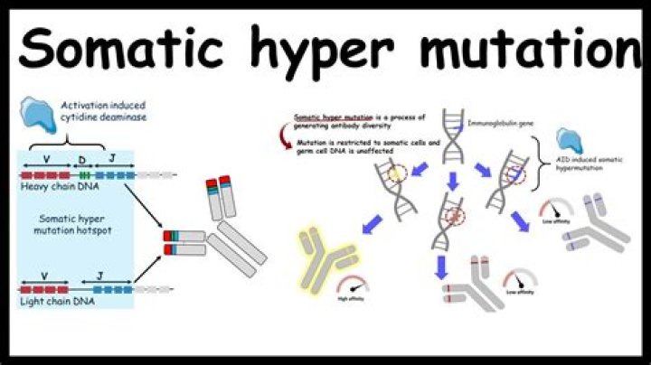 When does somatic hypermutation happen?