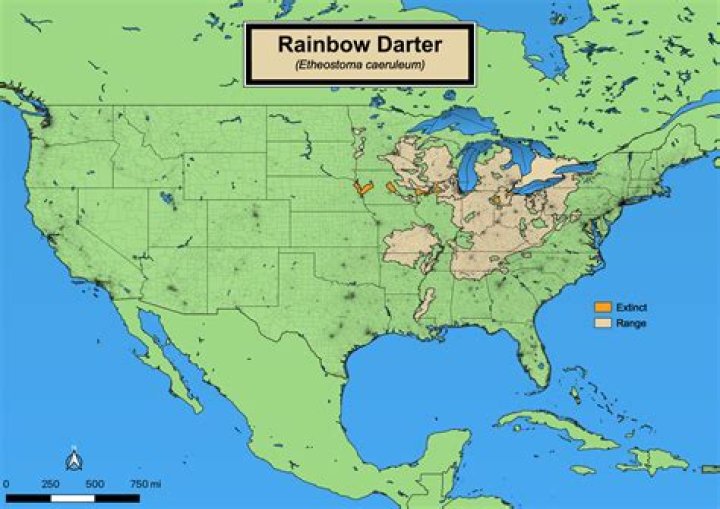 Where are darters found?