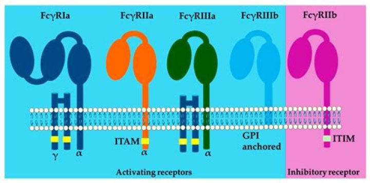 Where are Fc gamma receptors located?