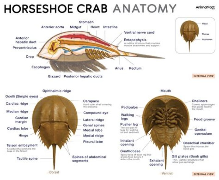 Where are horseshoe crabs on Long Island?
