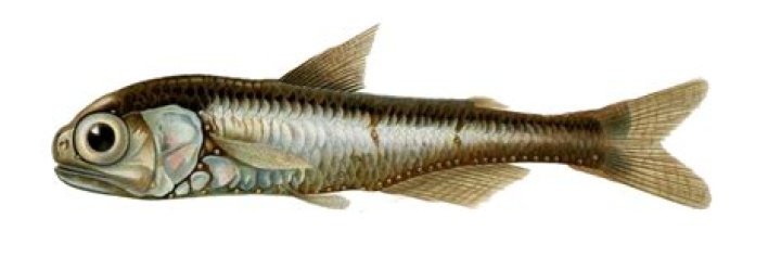 Where are lanternfish found?