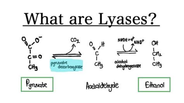 Where are Lyases found?