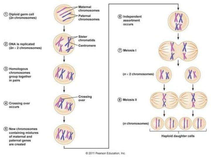 Where are the chromosomes in each phase of mitosis?