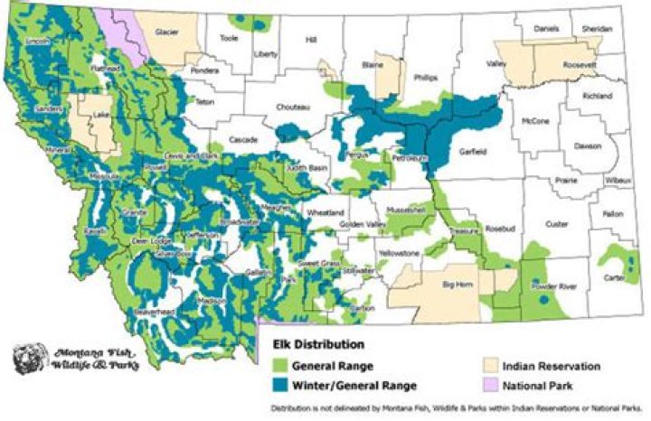 Where are the most elk in Montana?