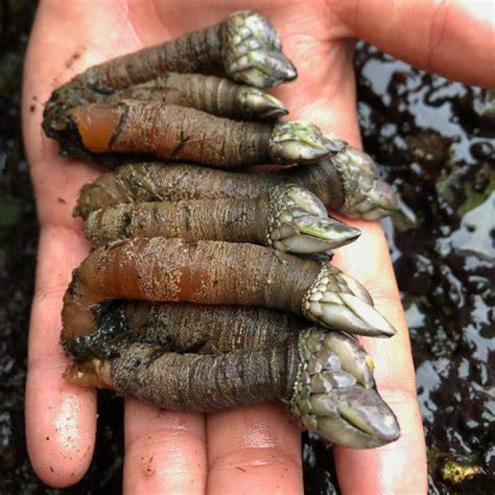 Where can I buy gooseneck barnacles?
