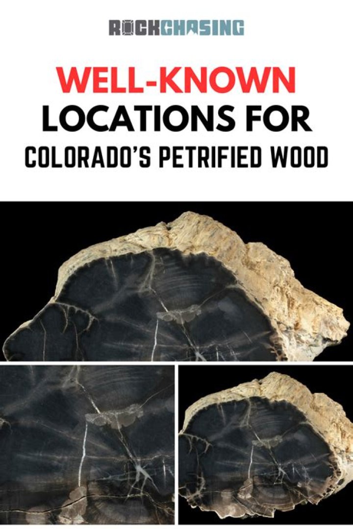 Where can I cut wood in Colorado?