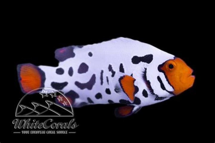 Where can I find clownfish for sale?