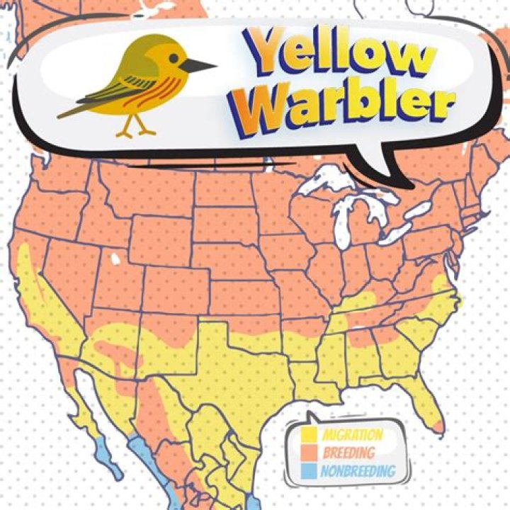 Where can I find warblers migration?