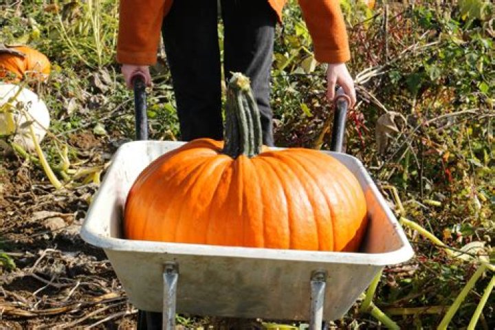 Where can I pick pumpkins today?