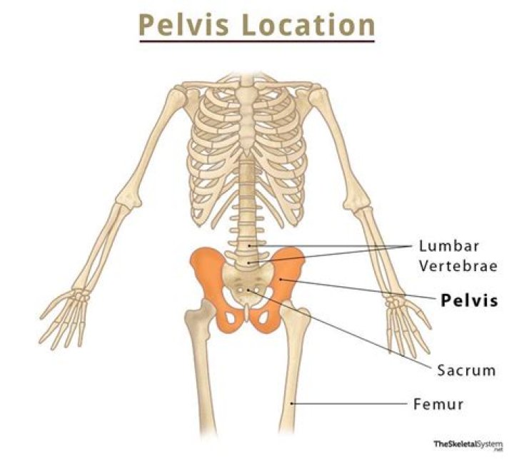Where can I see flesh and bone?