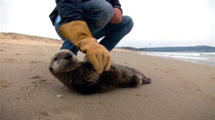 Where can I watch Otter 501?