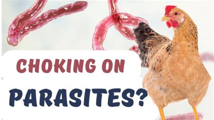 Where did Choking the chicken come from?