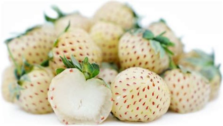Where did pineberry come from?